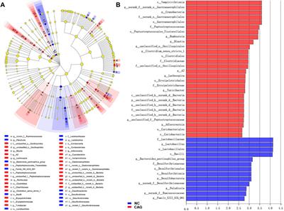 Effect of Electroacupuncture at Zusanli (ST36) on Intestinal Microbiota in Rats With Chronic Atrophic Gastritis